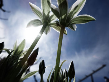 Close-up of flowers