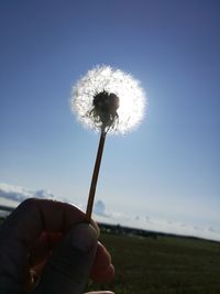 Close-up of hand holding dandelion on field against sky