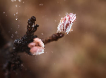 Close-up of jellyfish swimming in sea