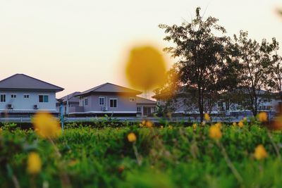 Trees and houses on field against sky during sunset