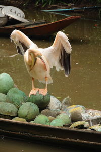 Birds in a lake