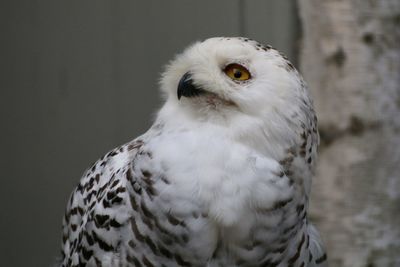 Close-up portrait of owl
