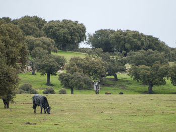 Horses grazing on field against trees