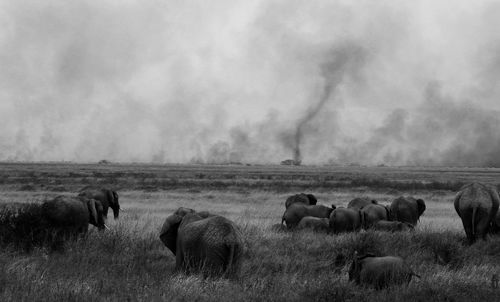 Elephant in a field looking at fires