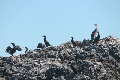 Low angle view of seagulls perching on rock against clear sky