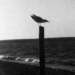 View of wooden post in the dark