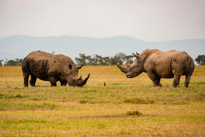 Two rhinos grazing in the wild at savannah grasslands at ol pejeta conservancy in nanyuki, kenya