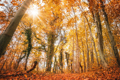 Low angle view of trees in forest during autumn