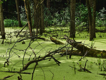 Trees on landscape against lake in forest