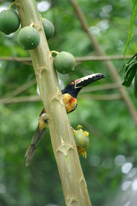 Close-up of bird perching on tree