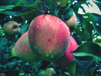 Close-up of apple on tree