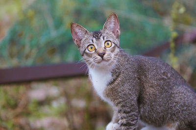 Portrait of cat sitting outdoors