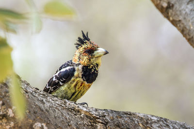 Close-up of bird perching on a branch