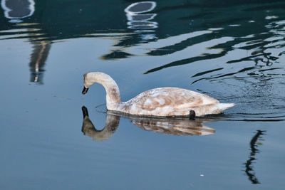 High angle view of swans swimming in lake