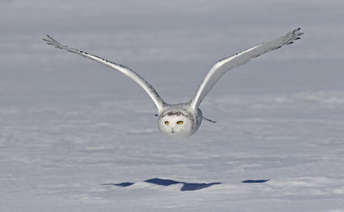 Portrait of seagull flying over snow