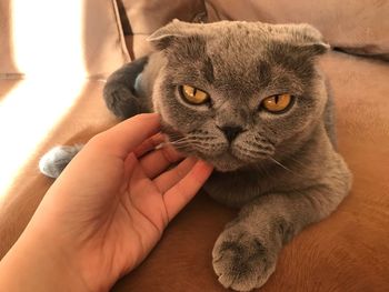 Close-up of hand holding cat