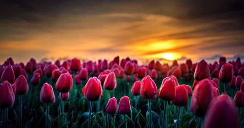 Close-up of purple tulips in field against sky during sunset