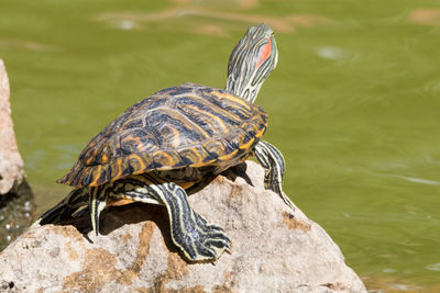 Close-up of tortoise on rock by lake