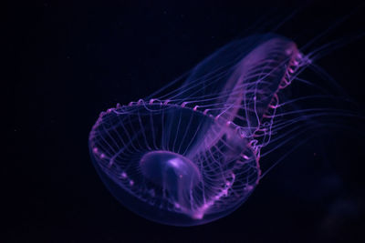 Close-up of jellyfish swimming in aquarium