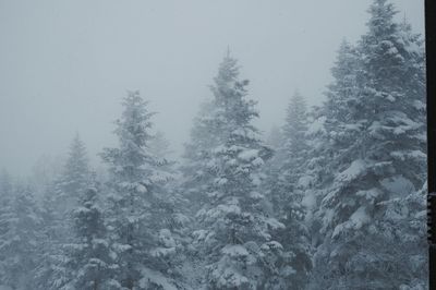 Trees in forest during winter