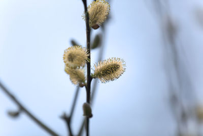 Close-up of thistle against sky