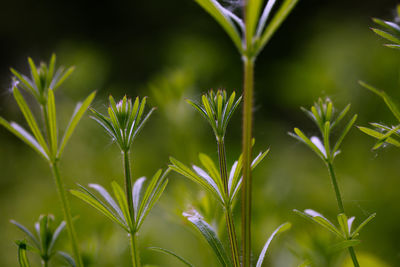 Close-up of plant growing on field