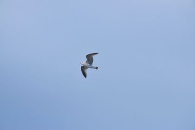 Low angle view of seagull flying in sky