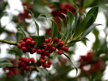 Close-up of red berries growing on tree