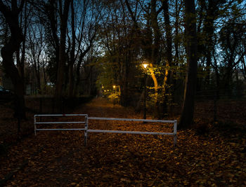 Trees in park