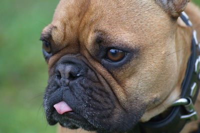 Close-up portrait of dog