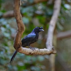 Close-up of bird perching on branch