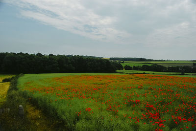 Scenic view of grassy field against cloudy sky