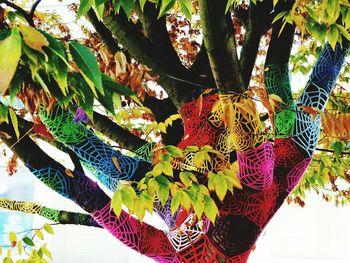 Close-up of colorful plant