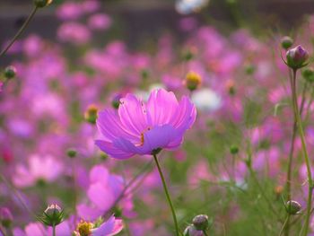 Close-up of pink flowering plant on field