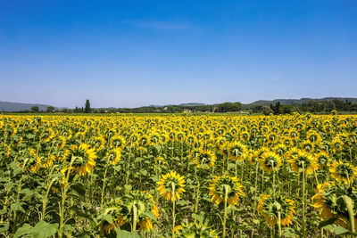 Scenic view of sunflower field against sky