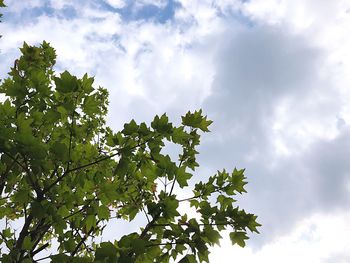 Low angle view of tree against sky