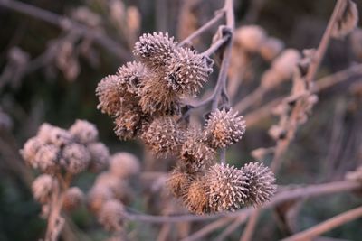 Close-up of wilted flower