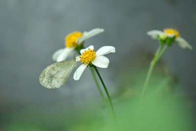 Wildflowers of the chrysanthemum family often grow wild in southeast asia