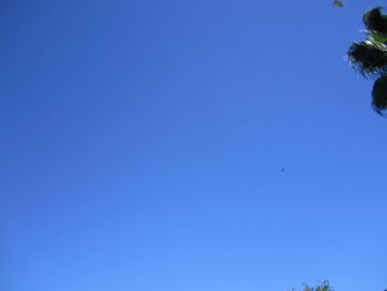 Low angle view of bird flying against clear blue sky