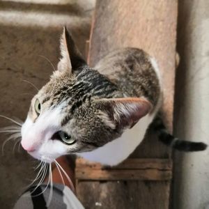 Close-up of tabby cat looking away