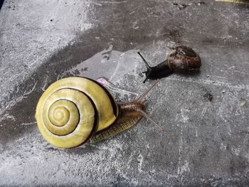 High angle view of snail