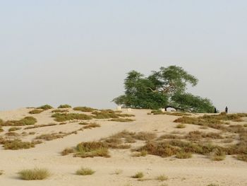 Scenic view of beach against clear sky