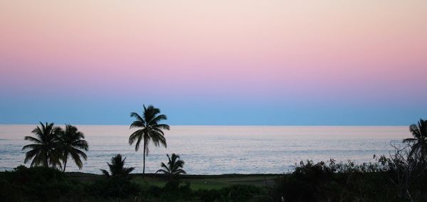 Palm trees on beach against sky