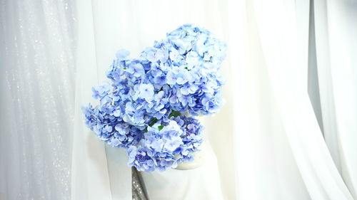 Close-up of purple flowering plant against white wall