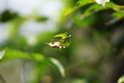 Close-up of insect on plant