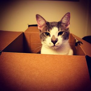 Portrait of cat