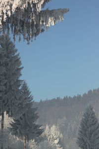 Low angle view of trees on snow covered landscape