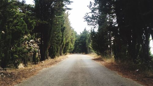 Road passing through forest