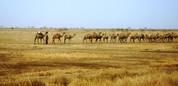 Horses on landscape against clear sky