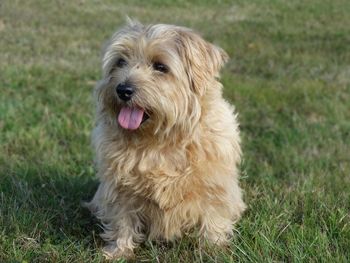 Dog sitting on field